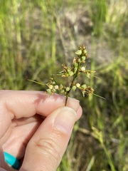 Scleria muehlenbergii