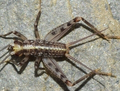 Gryllomorpha