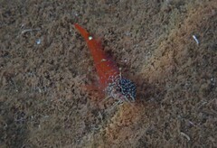 Tripterygion melanurus