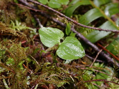 Neottia cordata