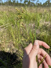 Scleria muehlenbergii