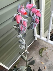 Echeveria runyonii