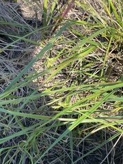 Scleria muehlenbergii