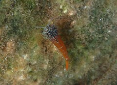 Tripterygion melanurus