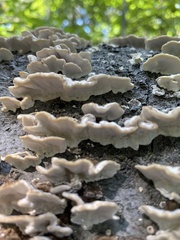 Fungi