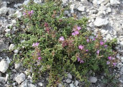 Thymus calcareus