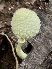 Leucocoprinus