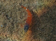 Tripterygion melanurus