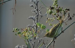 Phylloscopus trochilus