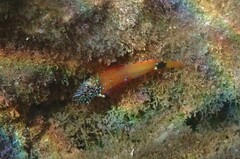 Tripterygion melanurus