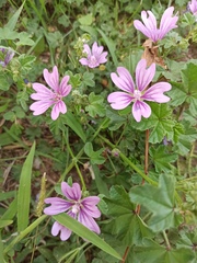 Malva sylvestris
