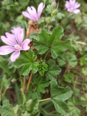 Malva sylvestris