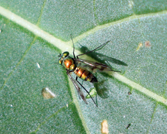 Condylostylus patibulatus