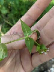 Stellaria aquatica