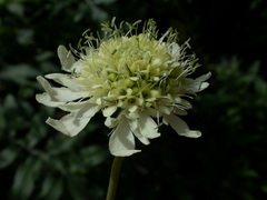 Cephalaria alpina