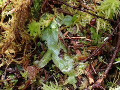 Conocephalum conicum