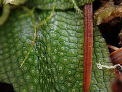 Conocephalum conicum