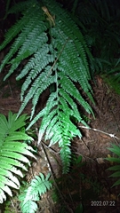 Microlepia strigosa