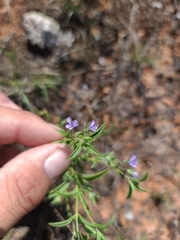 Trichostema brachiatum