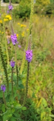 Verbena stricta