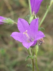 Campanula sibirica