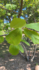 Hamamelis virginiana