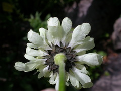 Cephalaria alpina