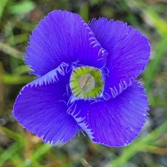 Gentianopsis virgata