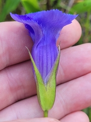 Gentianopsis virgata