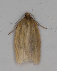 Clepsis clemensiana
