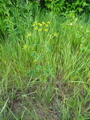 Pastinaca sativa sylvestris