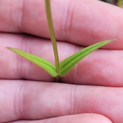 Gentianopsis virgata
