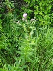 Cirsium arvense integrifolium