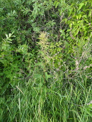 Urtica sondenii