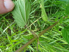 Urtica sondenii