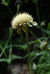 Cephalaria alpina