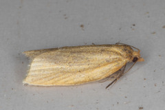 Clepsis clemensiana
