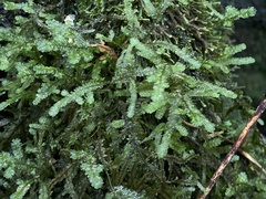 Neckera douglasii