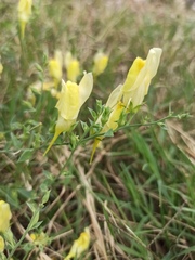 Linaria dalmatica