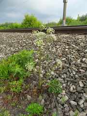 Ostericum palustre