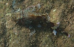 Scorpaena maderensis