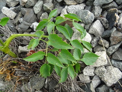 Ostericum palustre