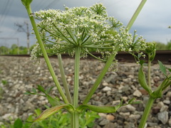 Ostericum palustre