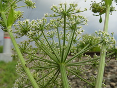 Ostericum palustre