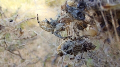 Stegodyphus dumicola