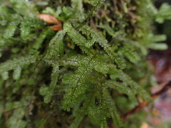 Neckera douglasii