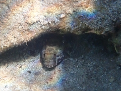 Gobius paganellus