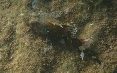 Scorpaena maderensis