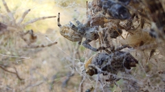 Stegodyphus dumicola