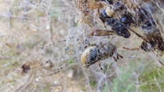 Stegodyphus dumicola